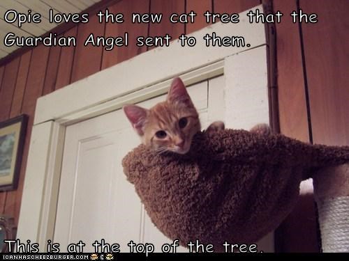 Opie loves the new cat tree that the Guardian Angel sent to them.   This is at the top of the tree.