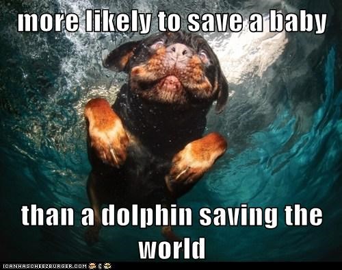 more likely to save a baby  than a dolphin saving the world