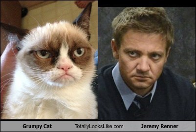 Totally Looks Like: Grumpy Cat Totally Looks Like Jeremy Renner