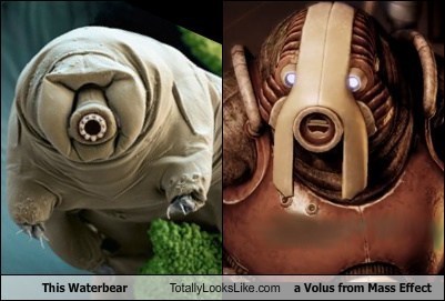 This Waterbear Totally Looks Like a Volus from Mass Effect 