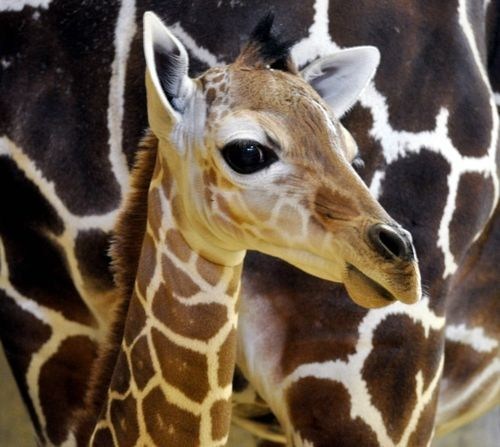 Squee Spree: Giraffe Victory! 