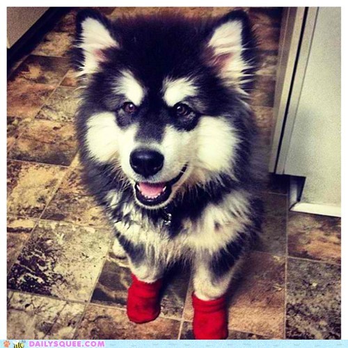 Reader Squee: Kodiak's Socks
