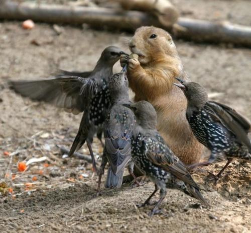 Interspecies Love: Breaking Bread 