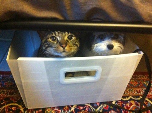 Kittehs R Owr Friends: Hide and Seek 