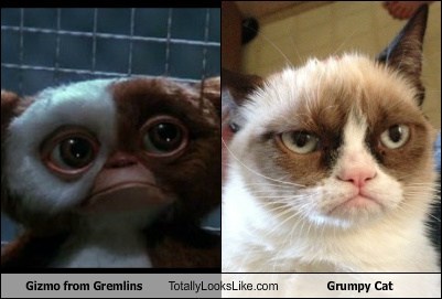 Totally Looks Like: Gizmo from Gremlins Totally Looks Like Grumpy Cat