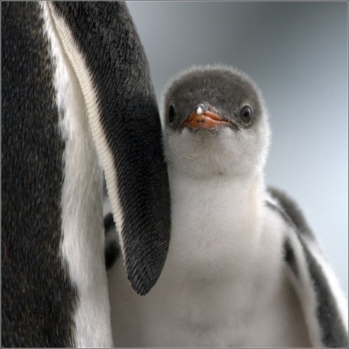Squee Spree: Shy Penguin 