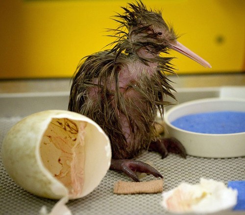 Creepicute: Newborn Kiwi 