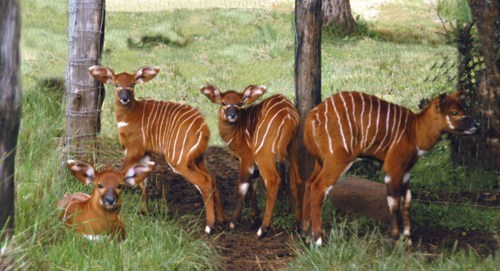 Whatsit: Deers in Disguise?