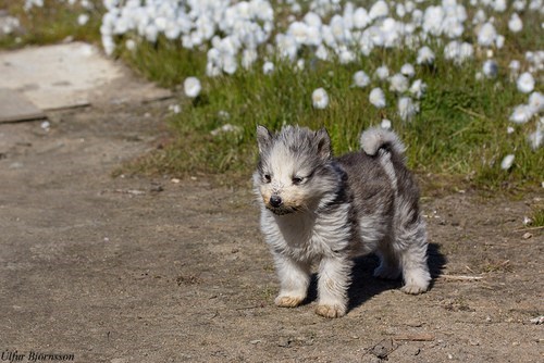 Cyoot Puppy ob teh Day: Fluffy 