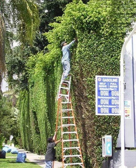 Needs Moar Ladder!