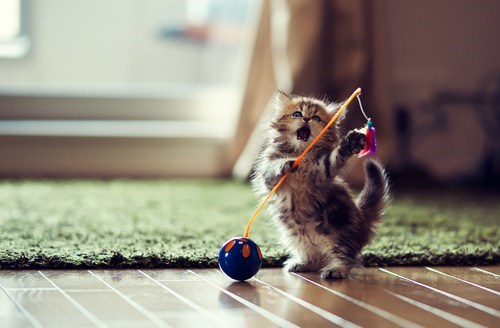 Cyoot Kitteh of teh Day: When Toys Attack!