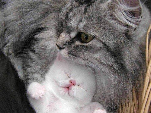 Cyoot Kitteh of teh Day: My Little Snowball