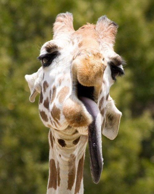 Daily Squee: Squee Spree: Lazy Tongue 