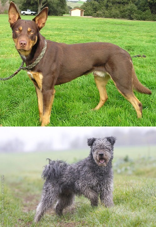 Goggie ob teh Week FACE OFF: Australian Kelpie vs. Pumi 