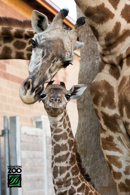 Squee Spree: Catch You Later Giraffes! 