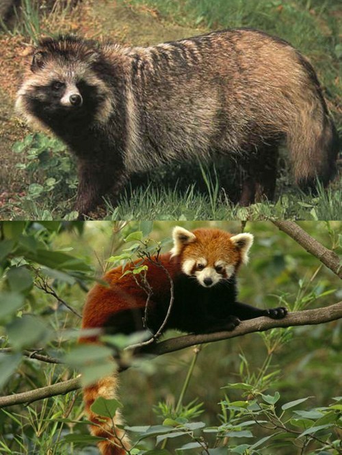 Squee Spree: Tanuki vs. Red Panda 