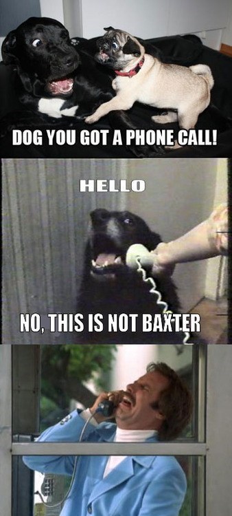 ROFLrazzi: Baxter? BAXTER!!!