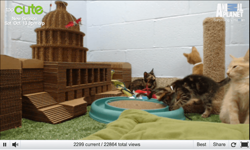 KITTEN CAM!  LIVESTREAM!  KITTENS!  STREAMING!  ZOMG!!! 
