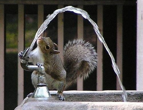 Squirrely Fountain 