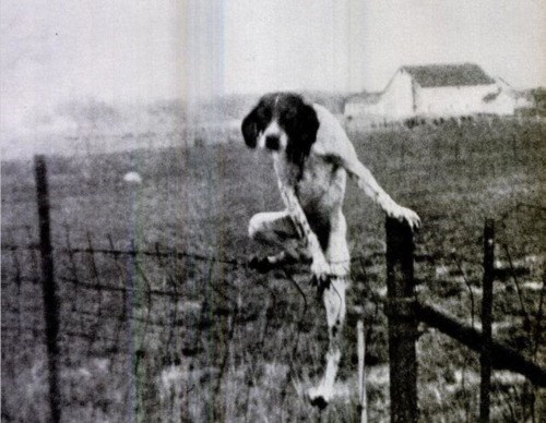 Fences Can Not Stop Me