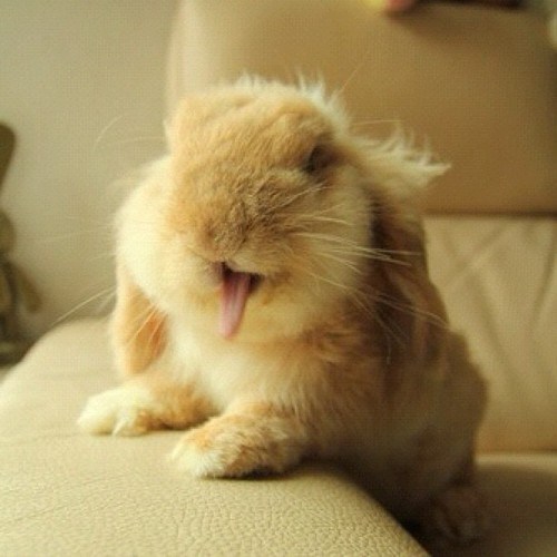 Daily Squee: Bunday: YAWN 