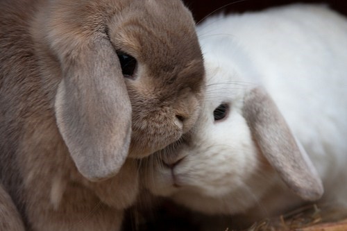 Bunday: Cuddling Lops 