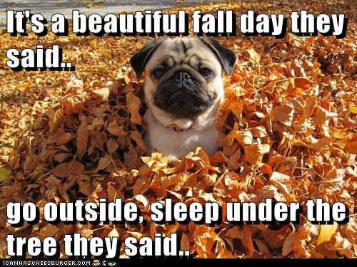 Beautiful fall day my butt! 
