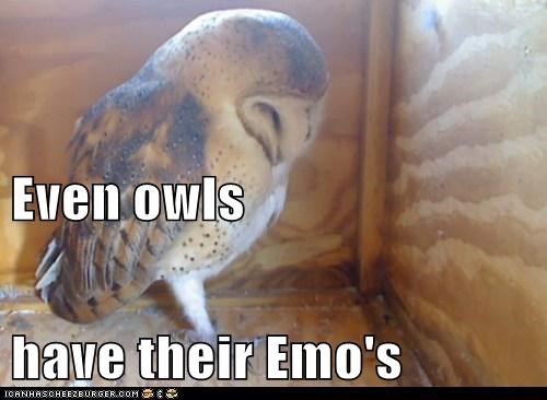 And They Are a Hoot