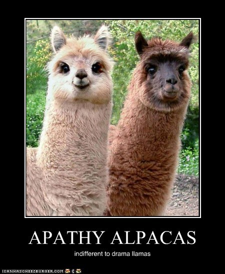 APATHY ALPACAS