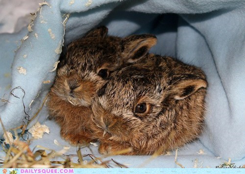 Squeeist Little Bunnies ever!