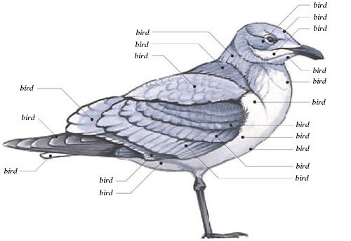 Definitive Anatomy of a Bird