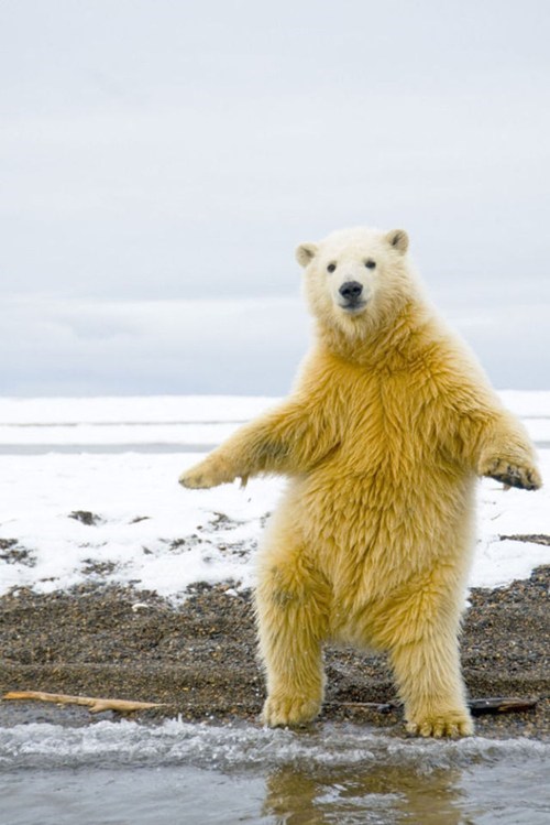 Dancing Polar Bear 