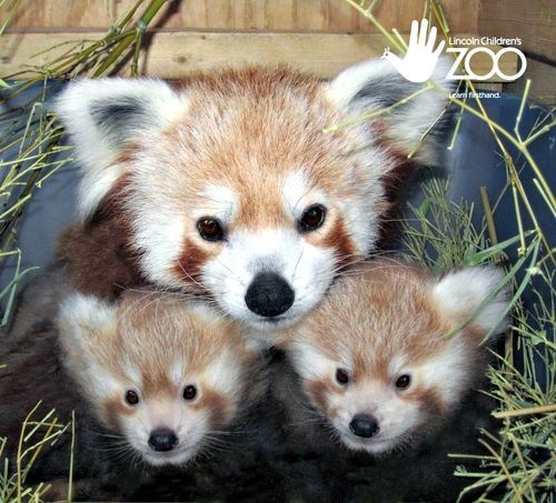 Squee Spree: Red Pandas Win! 