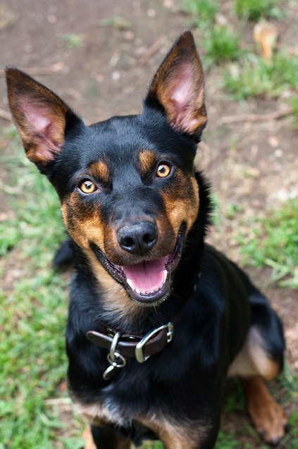 Goggie ob teh Week: Kelpie Victory! 