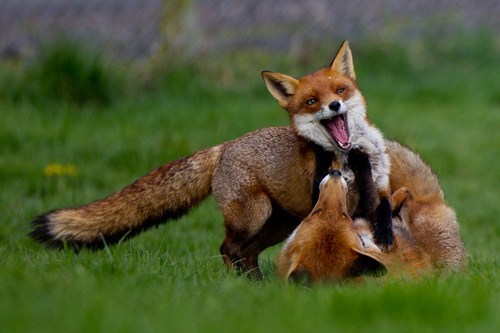Frolicking Foxes 