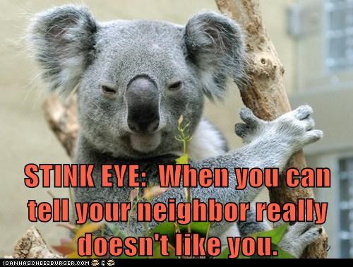 STINK EYE:  When you can tell your neighbor really doesn't like you.