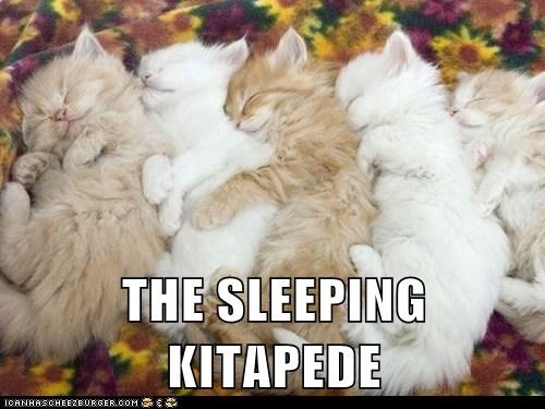 Staff Picks: THE SLEEPING KITAPEDE
