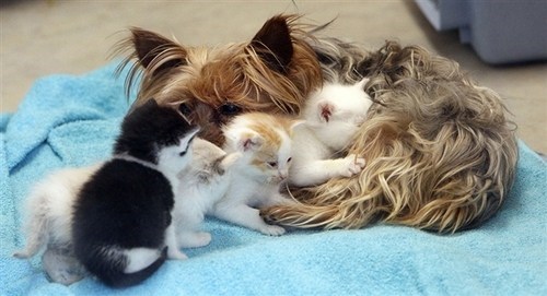 Goggies R Owr Friends: Yorkie Adopts Five Kittens