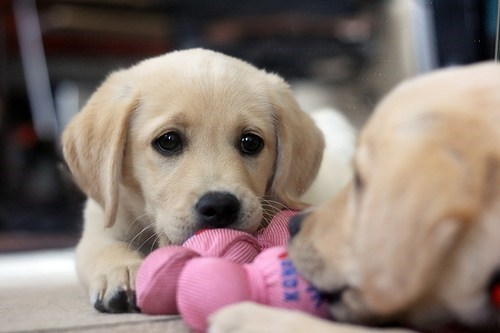Cyoot Puppy ob teh Day: Cute Reflection 
