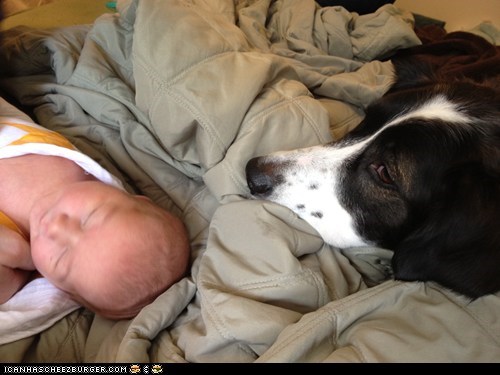 Snuggle pup