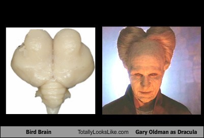 Bird Brain Totally Looks Like Gary Oldman as Dracula