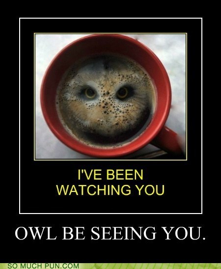 Owl Bee Seeing You