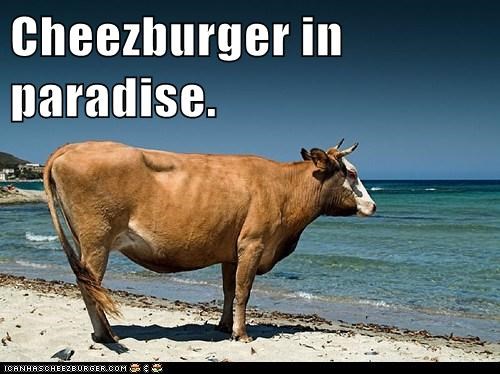 Cheezburger in paradise.