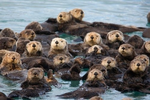 OTTER OVERLOAD