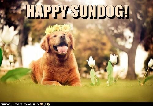 Happy Sundog! 