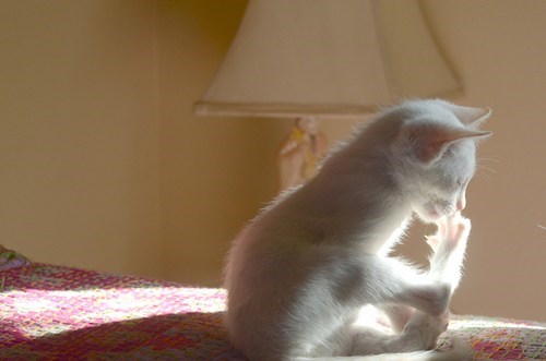 Cyoot Kitteh of teh Day: Lick Those Jellybeans Clean