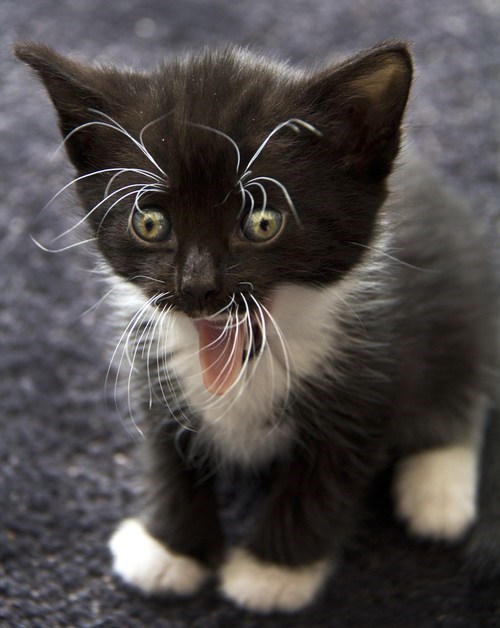 Cyoot Kitteh of teh Day: Attack of the Whiskers
