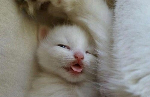 Cyoot Kittehs of teh Day: The Littlest Derp
