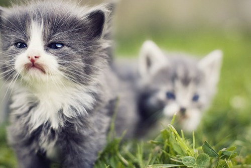 Cyoot Kittehs of teh Day: Dis iz Mah Explorer Fayse