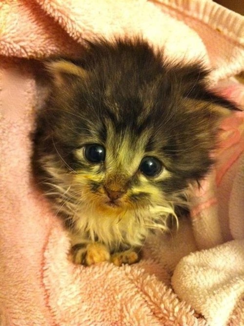 Cyoot Kitteh of teh Day: I'll Grow Into This Head, Right?  Right?!?!